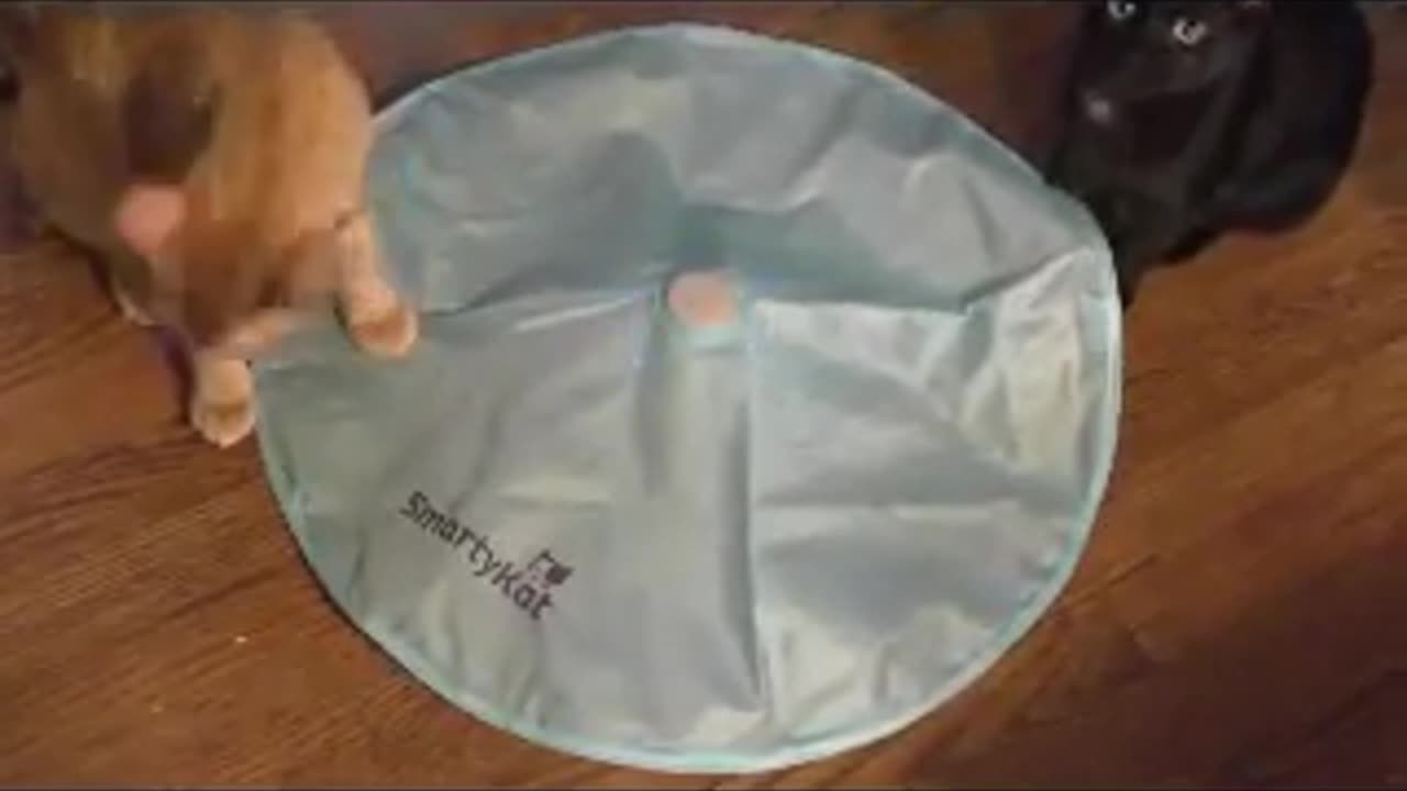 Toys my cats actually loved. The Smarty cat toy