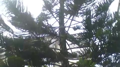 Filming a large pine tree from the beginning to end, on a sunny day [Nature & Animals]