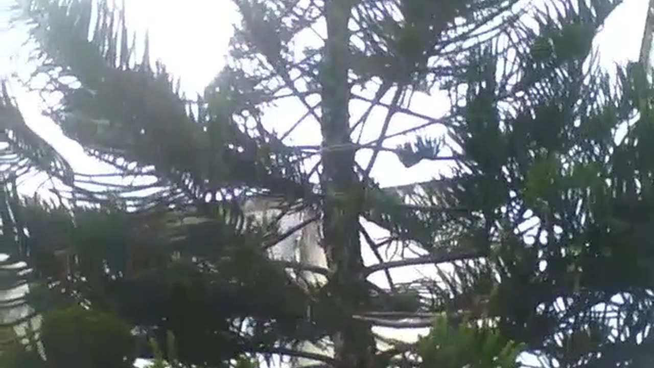 Filming a large pine tree from the beginning to end, on a sunny day [Nature & Animals]