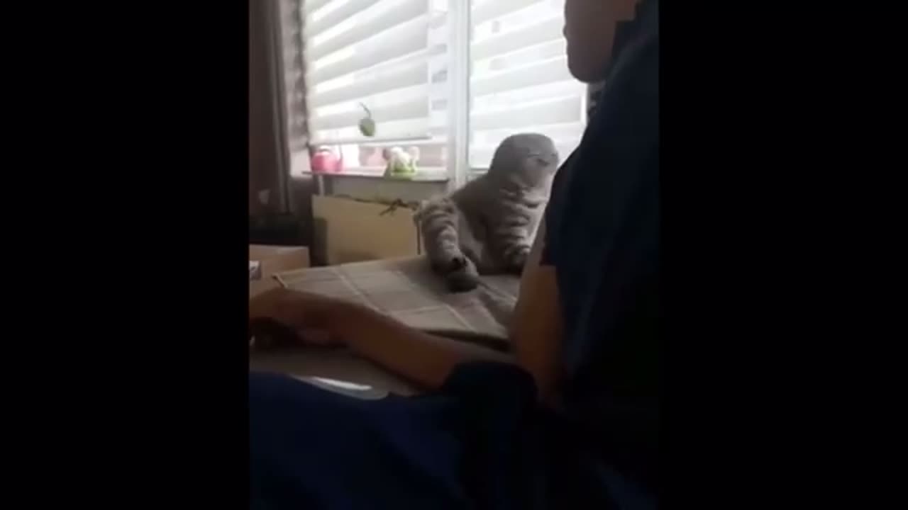 Funny Animals Compilation - Try Not To Laugh Challenge