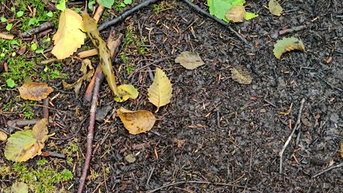 A Look at the Forest Floor.