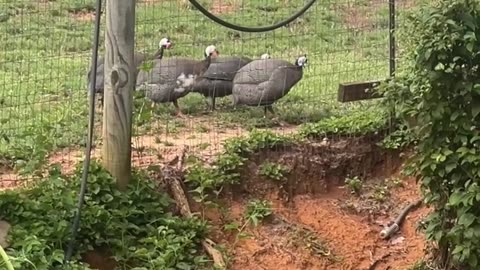 Guineas Just Want to Have Fun!!!!
