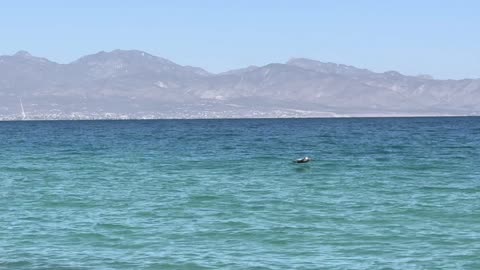 Hierbas y Tiroides: La Guía Completa para una Salud Equilibrada y Segura