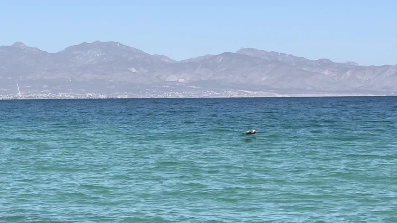 Hierbas y Tiroides: La Guía Completa para una Salud Equilibrada y Segura