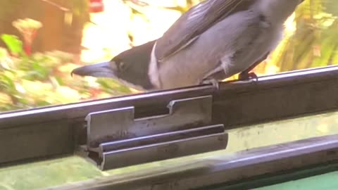 Pesky Critters. Butcher Bird 🐦