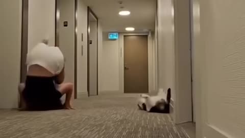 funny and heartwarming moments featuring pets