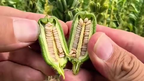 🤯✨ Discover How Sesame Seeds Are Grown! | FeedMyCuriosity
