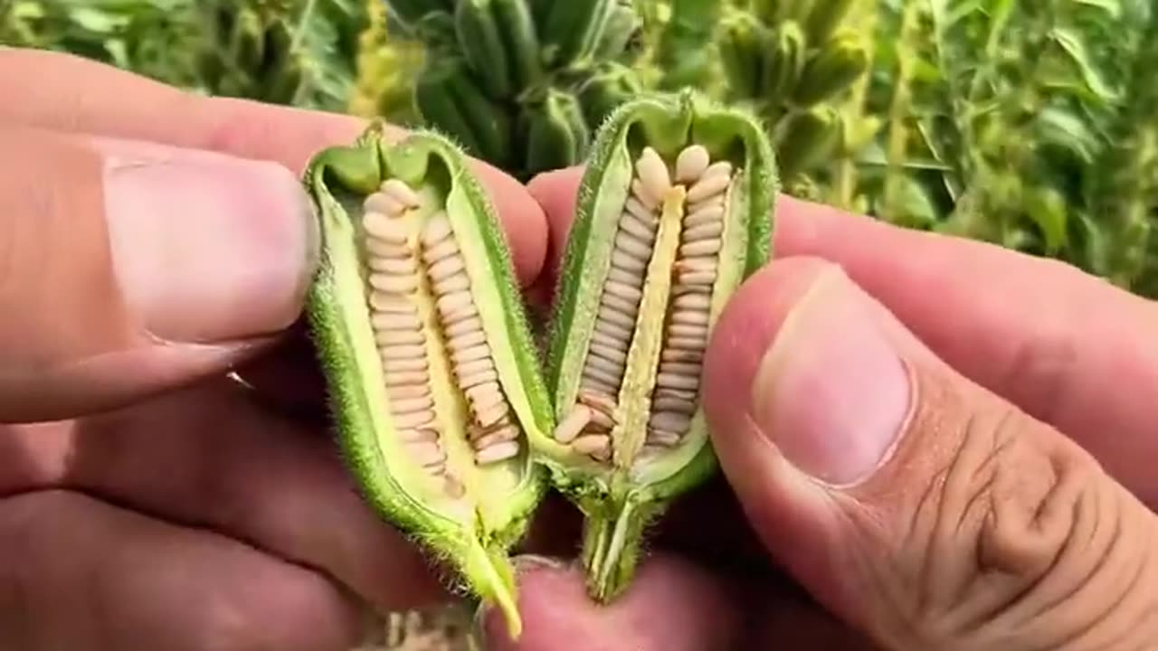 🤯✨ Discover How Sesame Seeds Are Grown! | FeedMyCuriosity