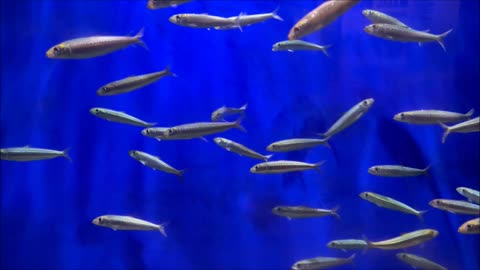 Pilchard Fish