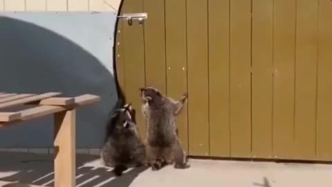Raccoons Reaching for the lock! 🐾⬆️