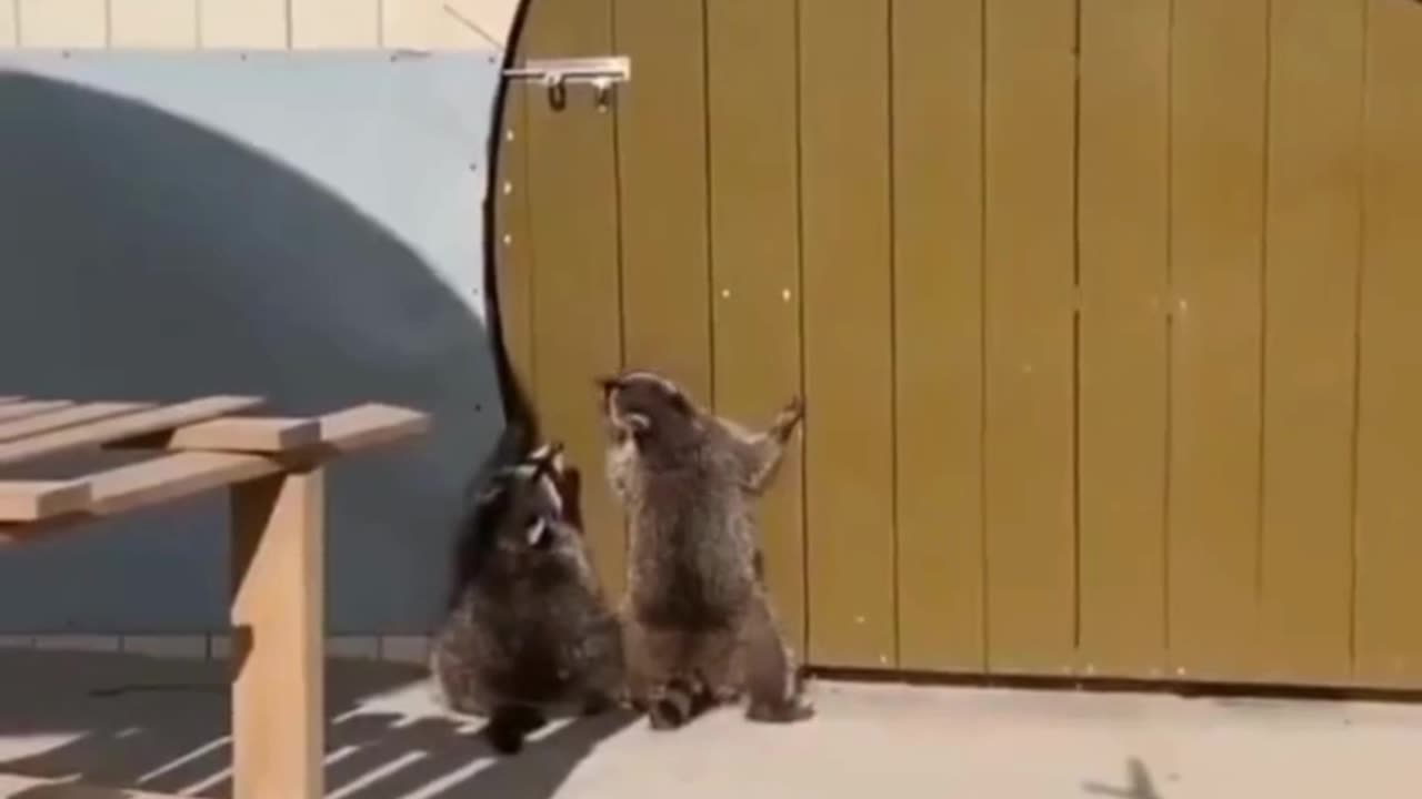 Raccoons Reaching for the lock! 🐾⬆️