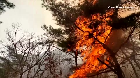 Several dead as South Korea battles raging forest fires
