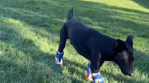"Twin" Dogs With Prosthetic Legs Are Changing The World