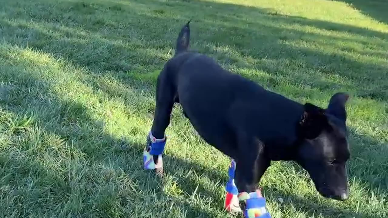 "Twin" Dogs With Prosthetic Legs Are Changing The World