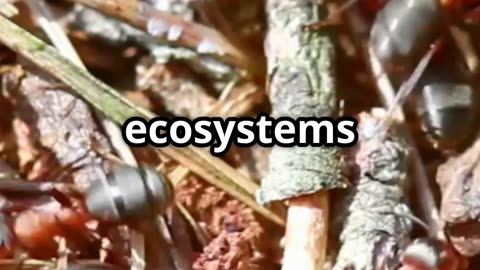 💪🐜 The Ant’s Super Strength – Nature’s Tiny Powerlifters! 🌍🏋️‍♂️