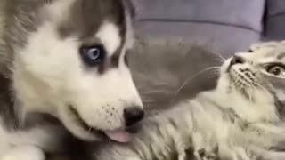 Cat and Dog Playing Cutely