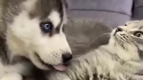 Cat and Dog Playing Cutely