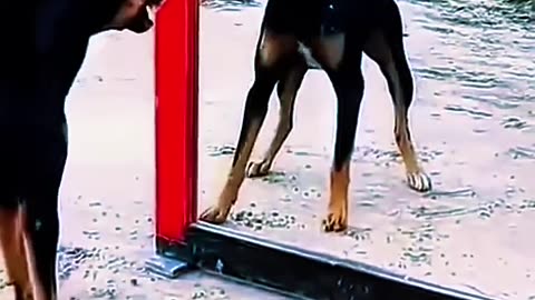 Animals Funny Videos
