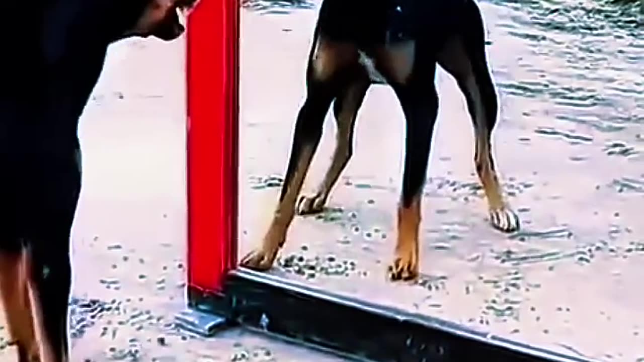 Animals Funny Videos