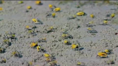 Fiddler Crabs.