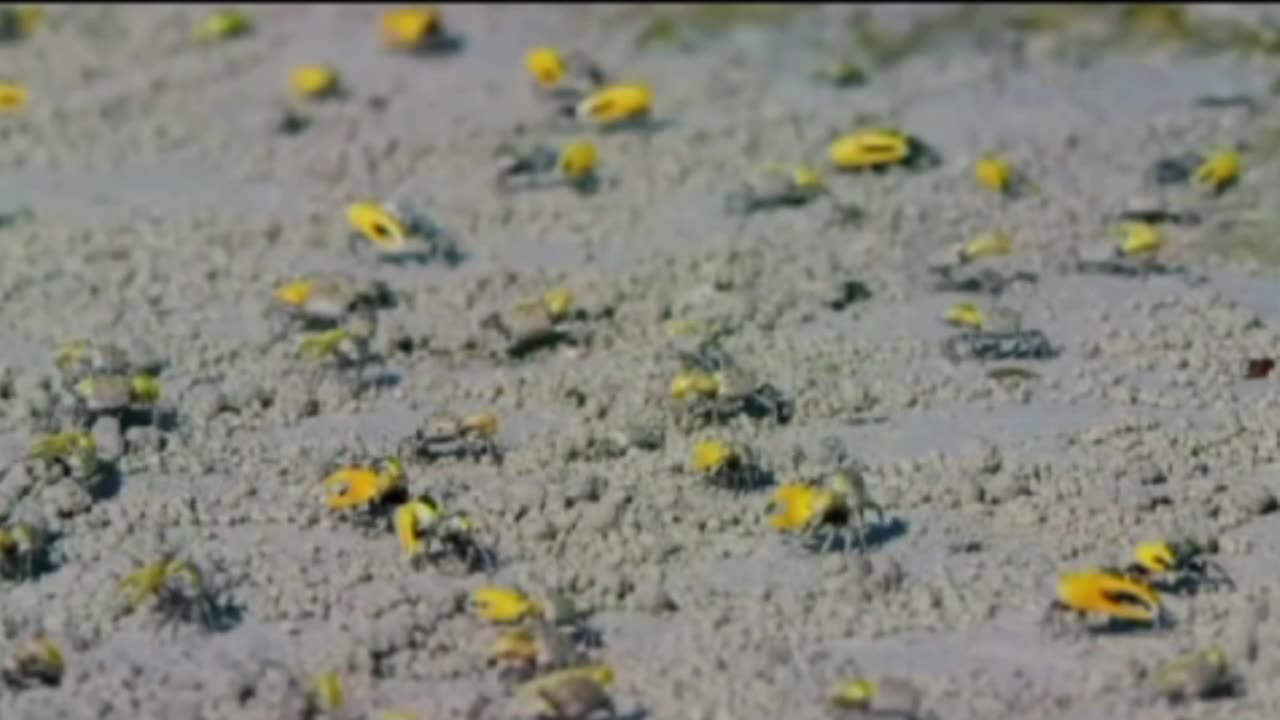Fiddler Crabs.