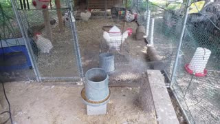 Chicken Live Stream