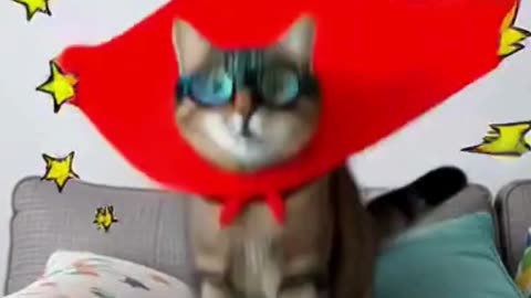 Hilarious Cat Fails Compilation 🐾😹 Funniest Cat Moments Ever