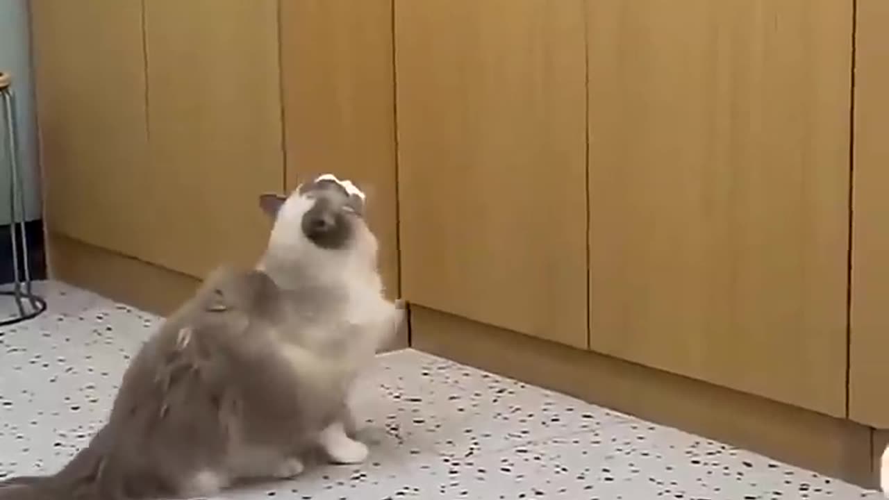 Funny cat 😺 video