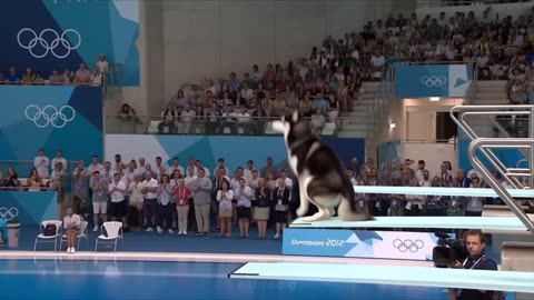 Dog Olympics | Springboard Event
