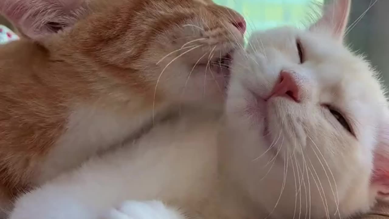Cat vid 8