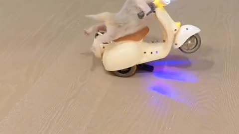 Cute dog 🐕