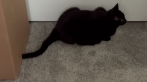 Cute Precious Piper Keeps Her Mine Busy While She Guards - Adopting a Cat from a Shelter Vlog