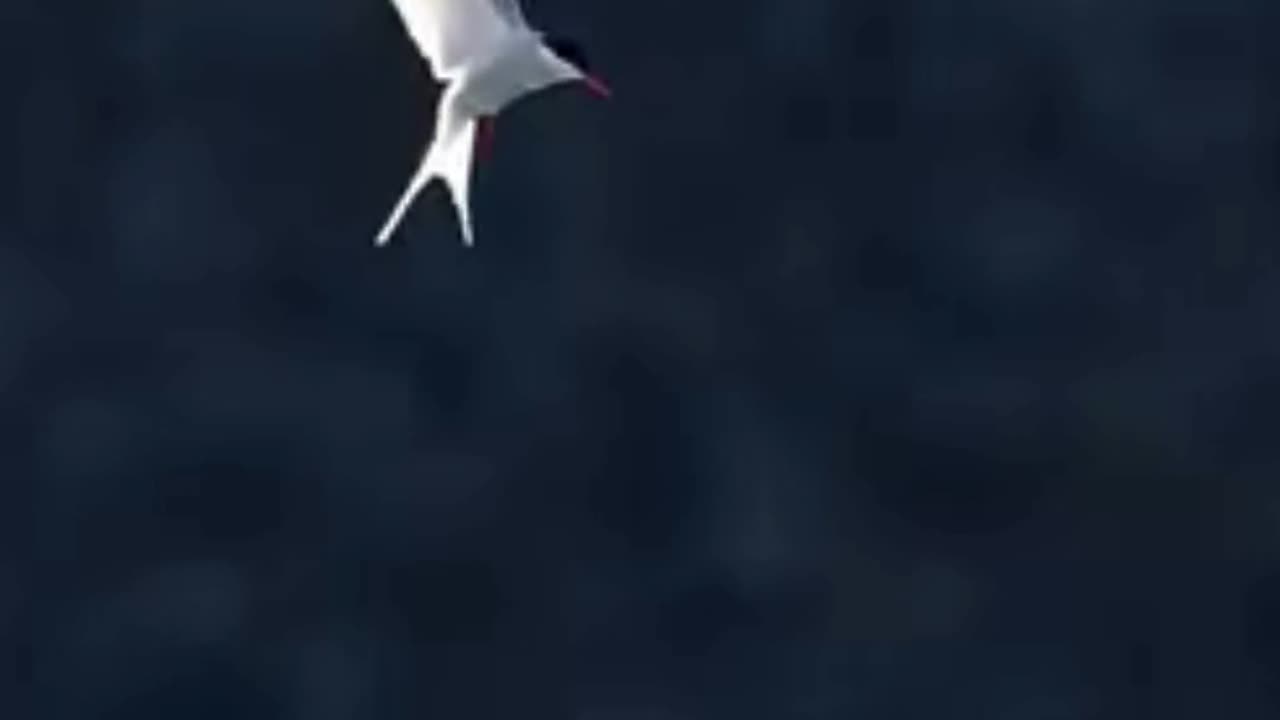 💋 Arctic Terns in slow-motion