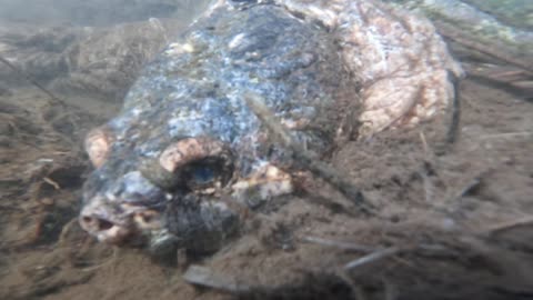 Snapping Turtle
