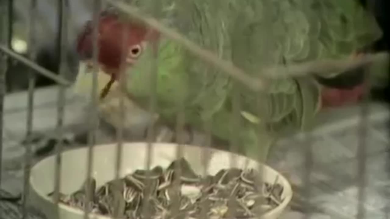 Sesame Street Episode 4