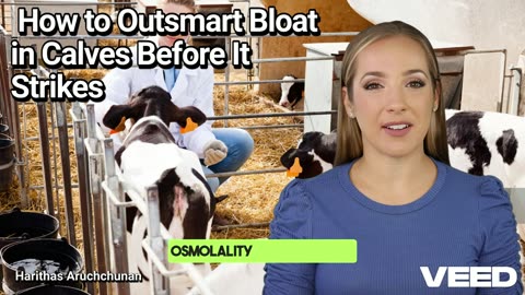 Burping Trouble:How to Outsmart Bloat in Calves Before It Strikes