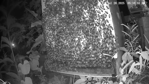 Monday Morning Peek at a Beehive