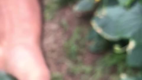 Thorny cucumber harvest is done quickly