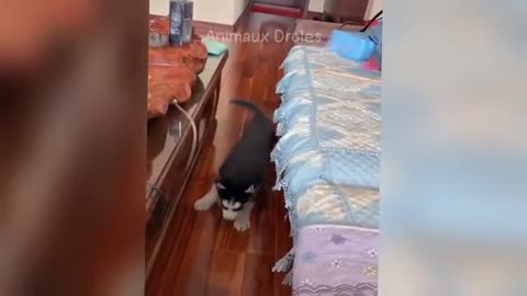 Funny animal video