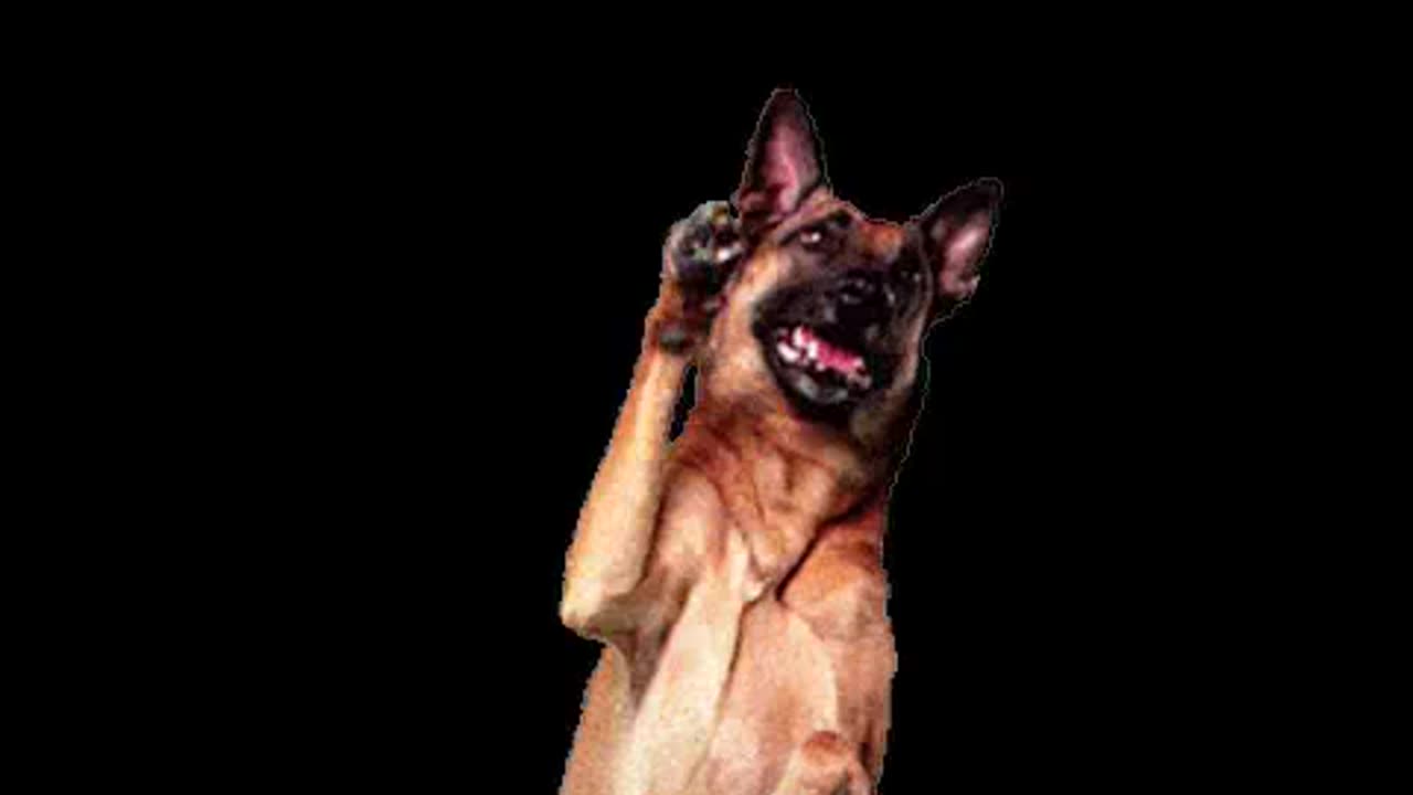 os melhores videos animais engraçados 3.mp4