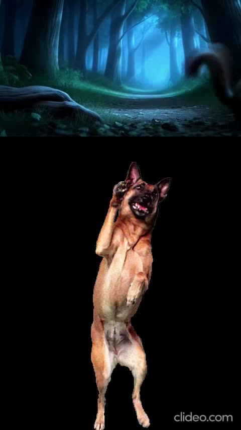 os melhores videos animais engraçados 3.mp4