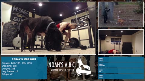 LBL Session w/Remy Pup [Week 21] - Leg Day // Animal Rescue Stream :)