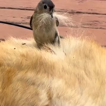 Bird taking fur from dog to build its nest!