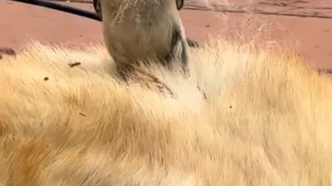 Bird taking fur from dog to build its nest!
