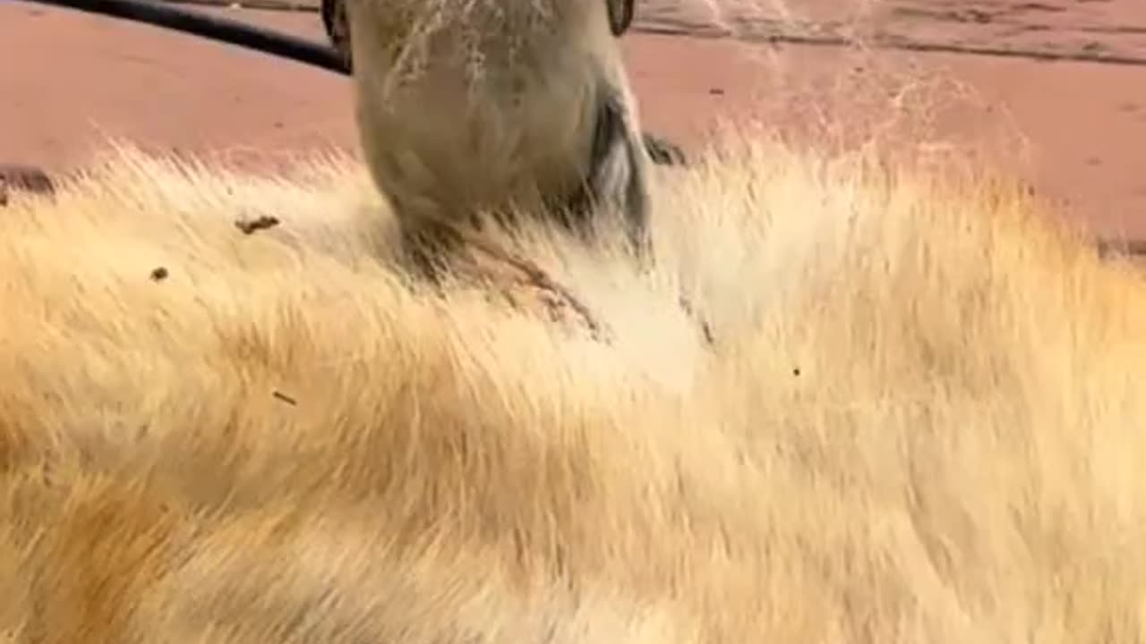 Bird taking fur from dog to build its nest!