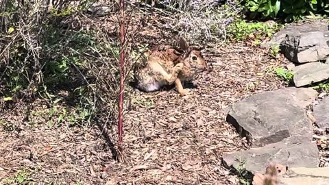 Rabbit in My Garden