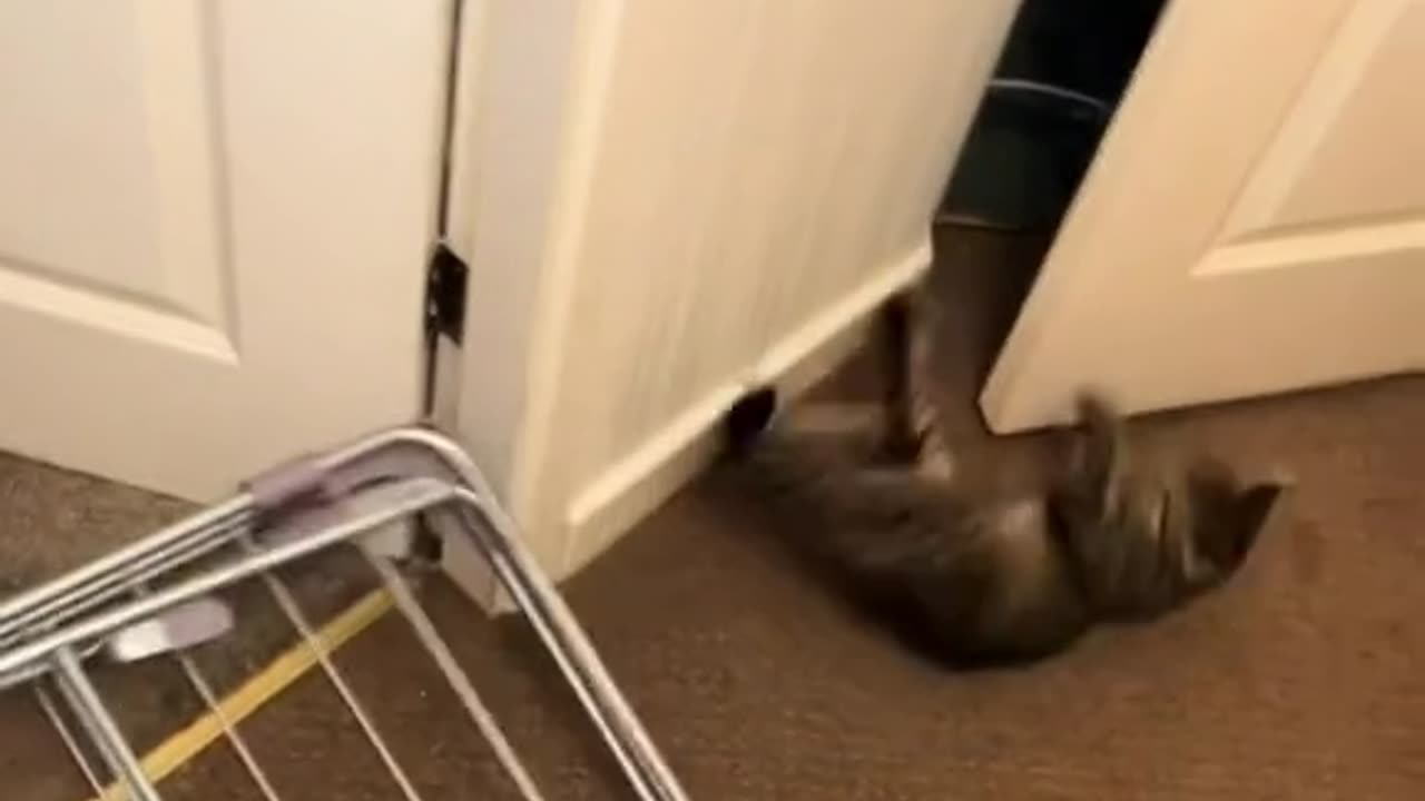 Real Funny cats 😂