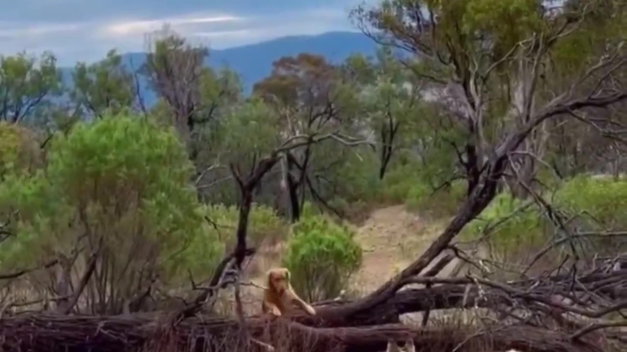Dog shows his friend how to get pass the fallen tree.. 😊