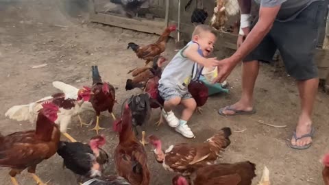 Little Boy Feeds Rowdy Chickens