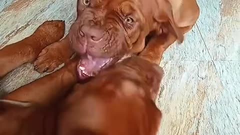 Sunlo Humans!!! ✌️🐶😂😂😂